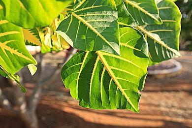 快节奏的2D银河恶魔城类游戏《离火长明2》Steam页面 2025年发售