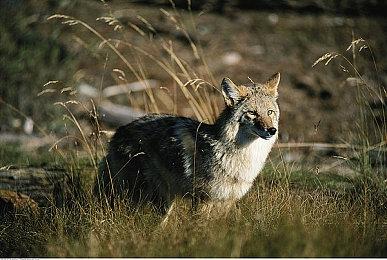 肉鸽游戏《Dino Topia》Steam页面 明年发行